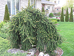 Weeping Norway Spruce (Picea abies 'Pendula') at Lakeshore Garden Centres