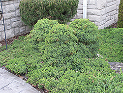 Dwarf Japanese Garden Juniper (Juniperus procumbens 'Nana') at A Very Successful Garden Center