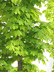 Columnar Norway Maple (Acer platanoides 'Columnare') at A Very Successful Garden Center