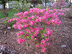 Boudoir Azalea (Rhododendron 'Boudoir') at Stonegate Gardens