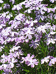 Fabulous Blue Violet Moss Phlox (Phlox subulata 'Florphfabv') at Stonegate Gardens