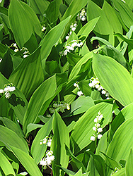 Lily-Of-The-Valley (Convallaria majalis) at Lakeshore Garden Centres