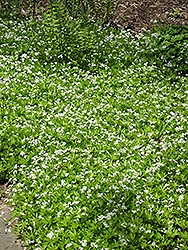 Sweet Woodruff (Galium odoratum) at Lakeshore Garden Centres