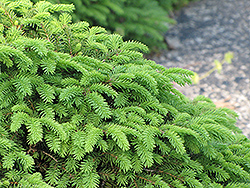 Birds Nest Spruce (Picea abies 'Nidiformis') at A Very Successful Garden Center