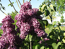 Monge Lilac (Syringa vulgaris 'Monge') at Lakeshore Garden Centres