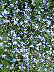Forget-Me-Not (Myosotis sylvatica) at Lakeshore Garden Centres