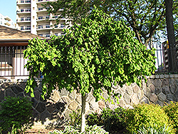 Harry Lauder's Walking Stick (tree form) (Corylus avellana 'Contorta (tree form)') at Stonegate Gardens