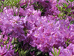 Lee's Dark Purple Rhododendron (Rhododendron catawbiense 'Lee's Dark Purple') at Stonegate Gardens