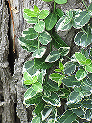 Emerald Gaiety Wintercreeper (Euonymus fortunei 'Emerald Gaiety') at Stonegate Gardens
