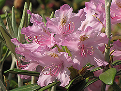 Silverleaf Rhododendron (Rhododendron argyrophyllum 'var. nankingense') at Stonegate Gardens