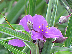 Concord Grape Spiderwort (Tradescantia x andersoniana 'Concord Grape') at Lakeshore Garden Centres