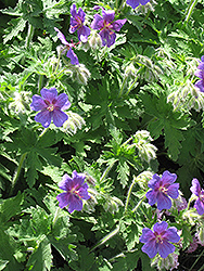 Rossemoor Cranesbill (Geranium magnificum 'Rosemoor') at Lakeshore Garden Centres