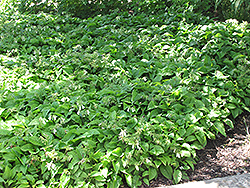 Ground Cover Comfrey (Symphytum grandiflorum) at Stonegate Gardens