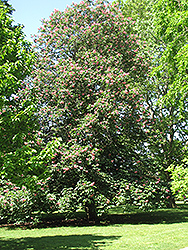 Red Horse Chestnut (Aesculus x carnea) at Stonegate Gardens