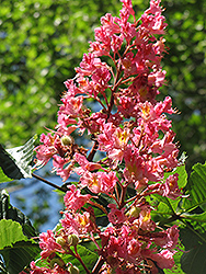 Red Horse Chestnut (Aesculus x carnea) at Stonegate Gardens