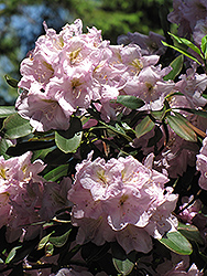 Catawba Rhododendron (Rhododendron catawbiense) at Stonegate Gardens