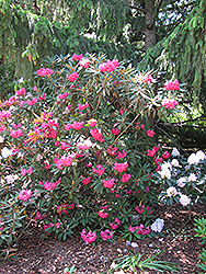 Atroflo Rhododendron (Rhododendron 'Atroflo') at Stonegate Gardens