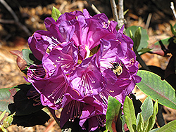 Purple Passion Rhododendron (Rhododendron 'Purple Passion') at Stonegate Gardens