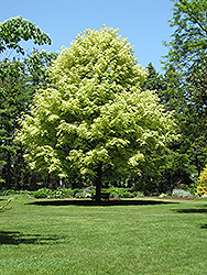 Variegated Norway Maple (Acer platanoides 'Variegatum') at Lakeshore Garden Centres