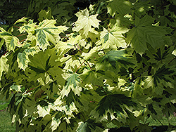 Variegated Norway Maple (Acer platanoides 'Variegatum') at Stonegate Gardens