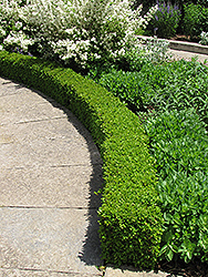 Green Velvet Boxwood (Buxus 'Green Velvet') at Stonegate Gardens