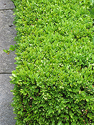 Green Velvet Boxwood (Buxus 'Green Velvet') at Stonegate Gardens