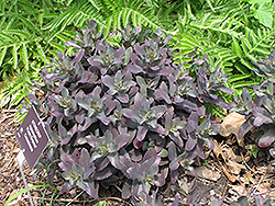 Purple Emperor Stonecrop (Sedum 'Purple Emperor') at Lakeshore Garden Centres