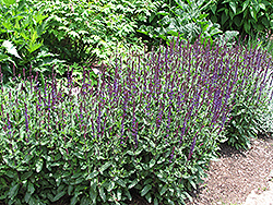 Caradonna Sage (Salvia x sylvestris 'Caradonna') at Stonegate Gardens