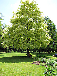 Harlequin Norway Maple (Acer platanoides 'Drummondii') at Stonegate Gardens
