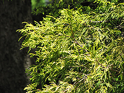 Golden Threadleaf Falsecypress (Chamaecyparis pisifera 'Filifera Aurea') at Lakeshore Garden Centres