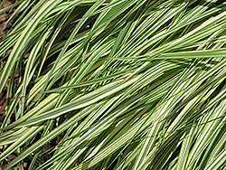 Variegated Moor Grass (Molinia caerulea 'Variegata') at Stonegate Gardens