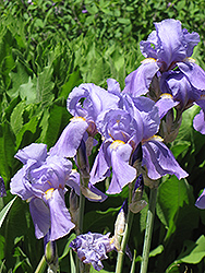 Golden Variegated Sweet Iris (Iris pallida 'Aureovariegata') at Stonegate Gardens