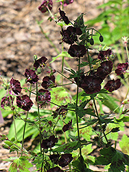 Samobor Cranesbill (Geranium phaeum 'Samobor') at A Very Successful Garden Center