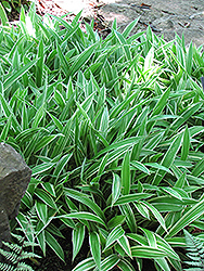 Variegated Broadleaf Sedge (Carex siderosticha 'Variegata') at Stonegate Gardens
