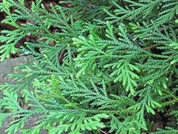 Hiba Arborvitae (Thujopsis dolabrata) at Stonegate Gardens