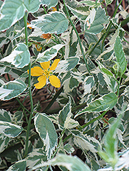 Picta Japanese Kerria (Kerria japonica 'Picta') at Stonegate Gardens
