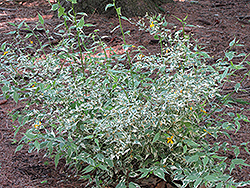 Picta Japanese Kerria (Kerria japonica 'Picta') at Stonegate Gardens