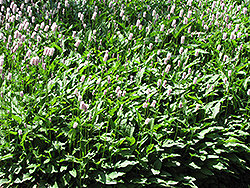 Pink Snakeweed (Polygonum bistorta 'Superbum') at Stonegate Gardens
