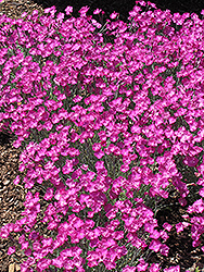 Firewitch Pinks (Dianthus gratianopolitanus 'Firewitch') at Lakeshore Garden Centres