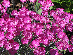 Firewitch Pinks (Dianthus gratianopolitanus 'Firewitch') at Lakeshore Garden Centres