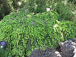 Cole's Prostrate Hemlock (Tsuga canadensis 'Cole's Prostrate') at Stonegate Gardens