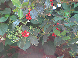 English Holly (Ilex aquifolium) at Stonegate Gardens