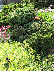Squarrosa Intermedia Moss Falsecypress (Chamaecyparis pisifera 'Squarrosa Intermedia') at Stonegate Gardens