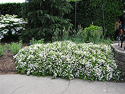 Nikko Deutzia (Deutzia gracilis 'Nikko') at Stonegate Gardens