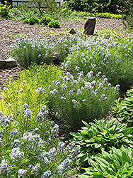 Narrow-Leaf Blue Star (Amsonia hubrichtii) at Lakeshore Garden Centres