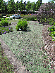 Wooly Thyme (Thymus pseudolanuginosis) at Lakeshore Garden Centres