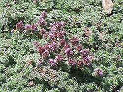 Wooly Thyme (Thymus pseudolanuginosis) at Stonegate Gardens