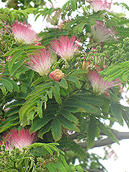 E.H. Wilson Mimosa (Albizia julibrissin 'E.H. Wilson') at Stonegate Gardens