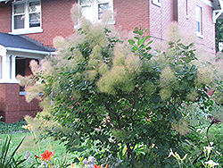 Young Lady Smokebush (Cotinus coggygria 'Young Lady') at Stonegate Gardens