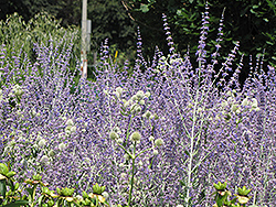 Little Spire Russian Sage (Perovskia 'Little Spire') at Lakeshore Garden Centres